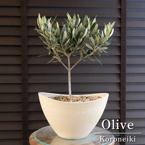 Olive オリーブの木 Koroneiki 樹脂鉢 コロネイキ オリーブ 0523WH