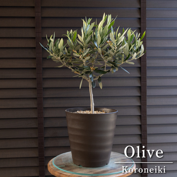 Olive オリーブの木 Koroneiki 6号鉢 コロネイキ オリーブ 0524BR