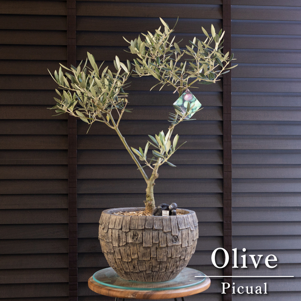 創樹 Olive オリーブの木 盆栽 SOUJU Picual ピクアル オリーブ 8号陶器鉢 自家受精 0528BR