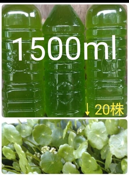 天然 グリーンウォーター(青水、種水) 1500ml & ウォーターコイン20株 水草 ザリガニ メダカ 金魚 ビオトープ エビ