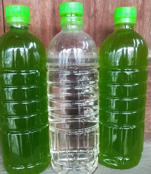 天然 グリーンウォーター(青水 種水) 1000ml& ゾウリムシ 400ml。ペットボトル発送。 メダカ 金魚 ミジンコ