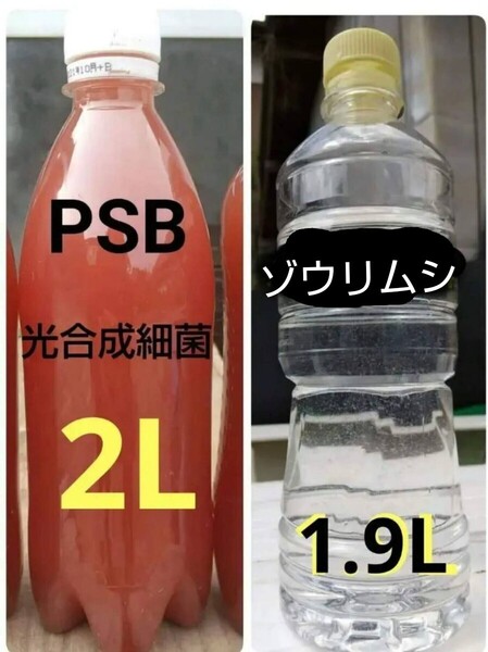 ゾウリムシ 種水 1900ml & PSB(光合成細菌) 2000ml 。メダカ 金魚 ミジンコ らんちゅうエサ めだか