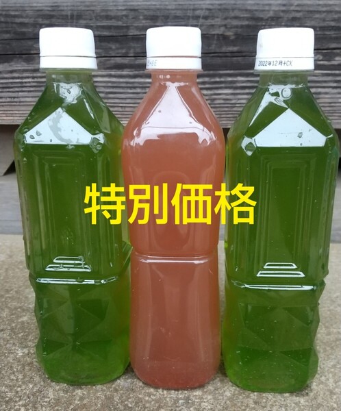 特別価格! 天然 グリーンウォーター(青水.種水)1000ml& PSB(光合成細菌)500ml 。。メダカ 金魚 熱帯魚 ミジンコ ゾウリムシ エサ
