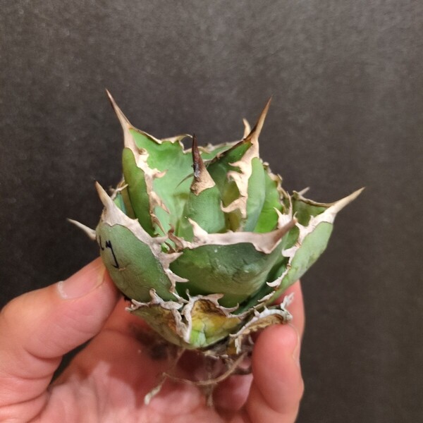アガベ グリズリー チタノタ イラン直輸入株 極上高級種 agave シーザー 阿修羅 特選 強棘