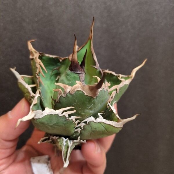 アガベ タランチュラ チタノタ TITANOTA AGAVE 強棘 阿修羅 多肉植物 titanota イラン株 イラン直輸入 イラン産