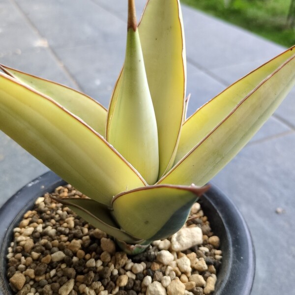 サンスベリア ピングイキュラ 斑入り 輸入株 超特大 超希少 ロリダ サンセベリア アガベ 多肉植物