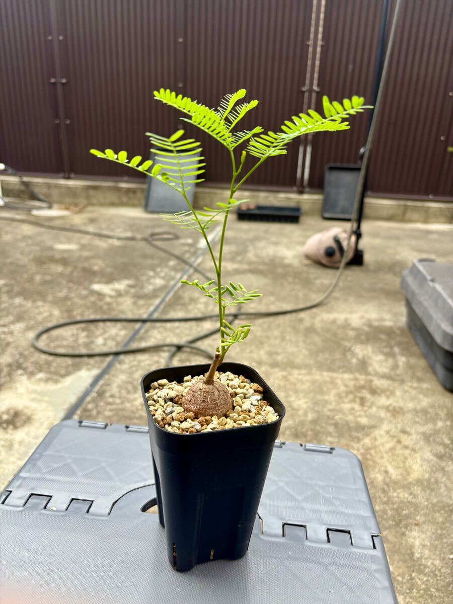 エレファントリザ・プラエテルミサ（実生） エレファントリザ プラエテルミサ 実生 塊根 フラワー・ガーデニング