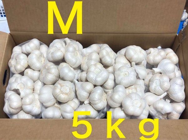 青森県産 にんにく M 5kg