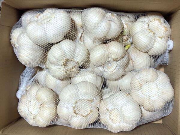 青森県産 にんにく 2L 2kg 発芽 ②
