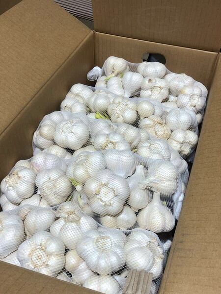 青森県産 にんにく L 10kg 発芽にんにく