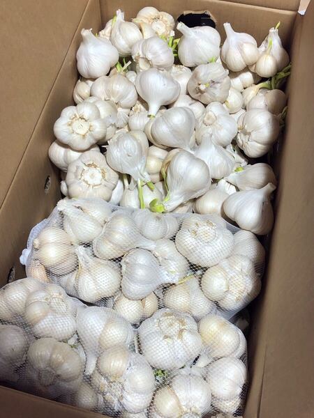 青森県産にんにく M 10kg 発芽にんにく