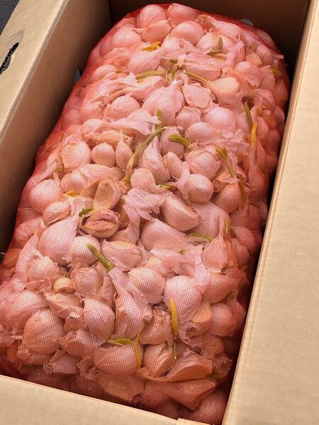 青森県産 にんにく バラ 10kg 発芽にんにく