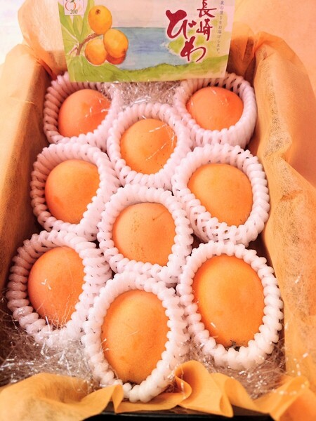 長崎特選茂木びわ 2L 約500g 9粒 贈答用 御祝 内祝 御供 父の日 御中元