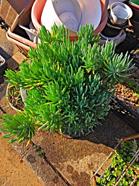 多肉植物 美空の鉾(みそらのほこ)(大小約30頭)カット苗全て
