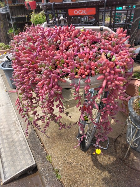 {多肉植物}ルビー色巨峰色の ルビーネックレス カット苗 フック鉢2つ分