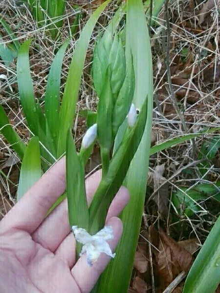 常緑★胡蝶花/シャガ★3株【地抜き苗★小15cm~中25cm】山野草、耐暑耐寒、常緑多年草【匿名配送 送料込み】ビオトープ 水辺の植物