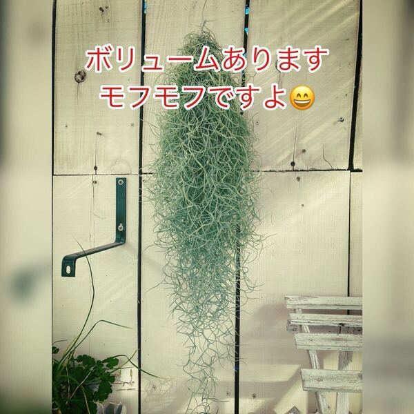 100-120g程!輸入中葉スパニッシュモス ボリューム有り!育て方説明書付!3