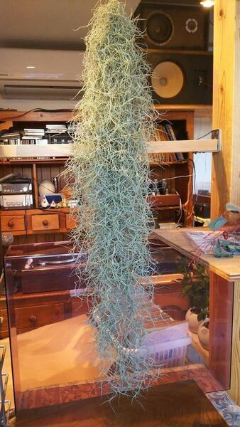 お得です!スパニッシュモス ウスネオイデス エアープランツ 凄いボリュームです!育て方説明書付き!1