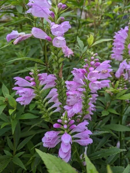 カクトラノオ 薄紫 切り花にも 宿根草 30芽程度