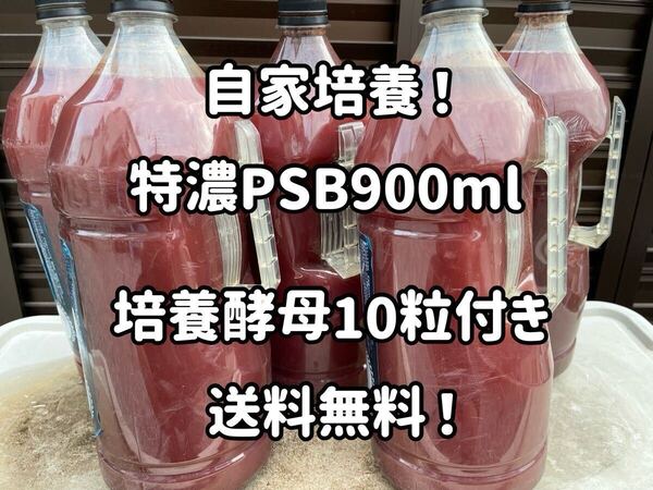 自家培養特濃PSB約900ml!培養酵母10錠付き!