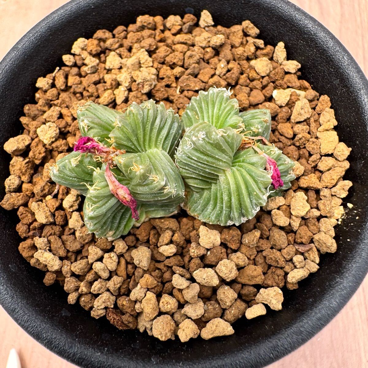 Yahoo!オークション -「かご」(サボテン) (観葉植物)の落札相場