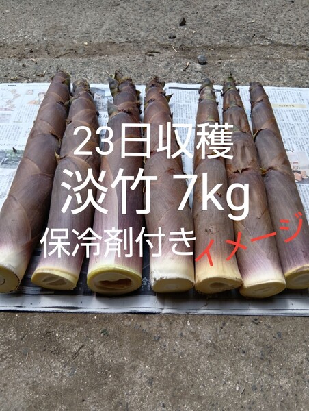 淡竹 ハチク 23日収穫 7kg 保冷剤付き 破竹 はちく たけのこ 無農薬 四万十川上流