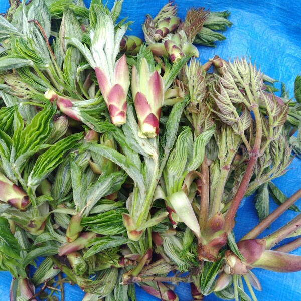 長野県産ハリギリとタラの芽少し 350g