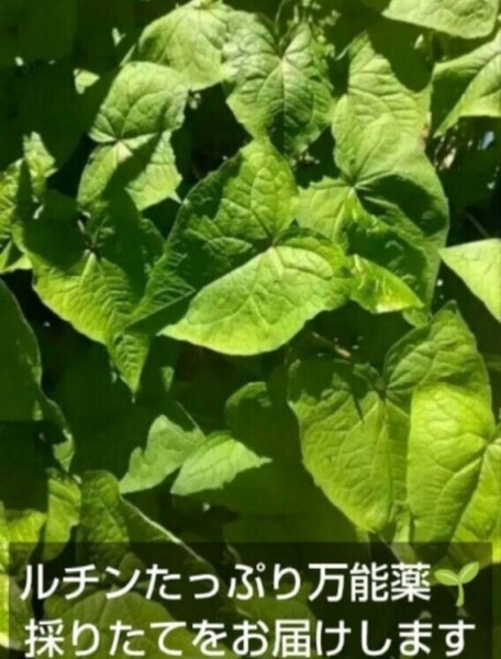 ★ お試し価格ワンコイン★採りたて シャクチリソバ ネコポス入るだけ 農家直送 農薬不使用