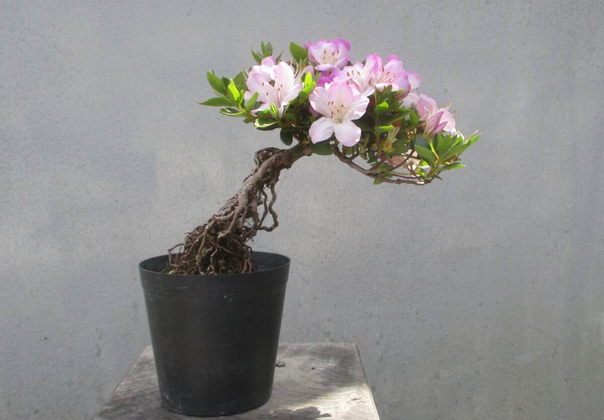 盆栽 特選：皐月(明美の月)現品*さつき サツキ Satsuki bonsai