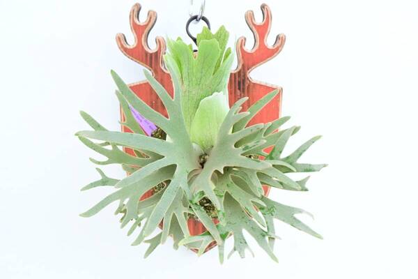P.willinckii 'Jade Girl' spored⑩ @ビカ森wife 送料無料(出品者負担) ウィリンキージェイドガール ビカクシダ