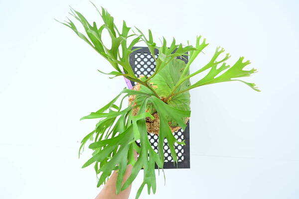 P.Mt.kitshakood thin × P.ridleyi dwarf spored①在庫僅か @ビカ森wife 送料無料(出品者負担) ビカクシダ