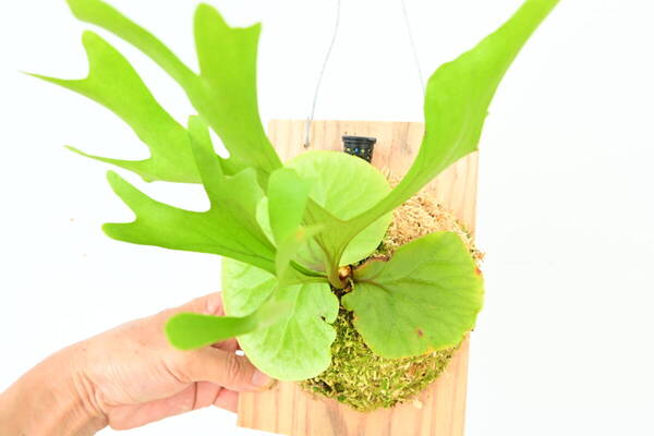 P.ridleyi spored② @ビカ森wife 送料無料(出品者負担) リドレイ ビカクシダ