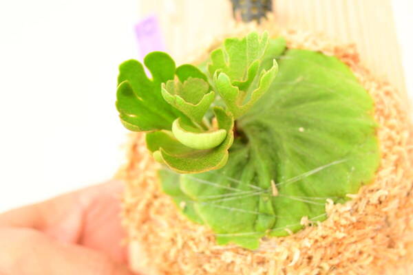P.ridleyi 'Dwarf Silvery' spored① @ビカ森wife 送料無料(出品者負担) リドレイ ドワーフシルベリー ビカクシダ