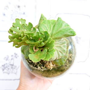 P.ridleyi 'Dwarf Silvery' spored⑧ @ビカ森wife 送料無料(出品者負担) リドレイ ドワーフシルベリー ビカクシダ