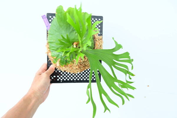 P.Mt.kitshakood thin frond spored②在庫僅か @ビカ森wife 送料無料(出品者負担) キッチャクード ビカクシダ