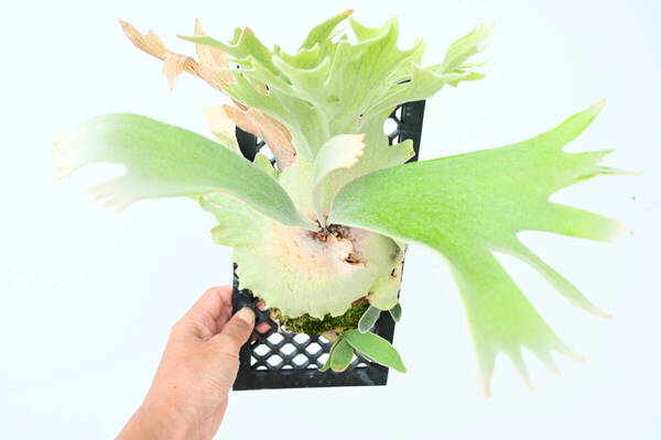 P.willinckii 'Celso Tatsuta' TC④在庫僅か @ビカ森wife 送料無料(出品者負担) ウィリンキーセルソタツタ ビカクシダ