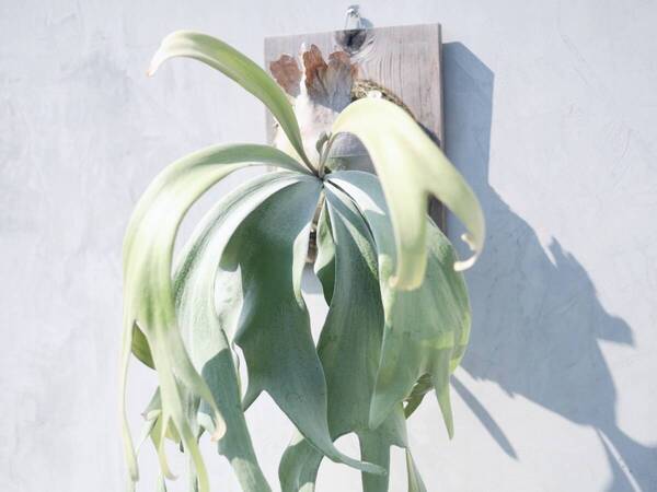 P.willinckii 'Pearl Queen' TC 在庫僅か @ビカ森wife 送料無料(出品者負担) パールクイーン 板付け品 ビカクシダ