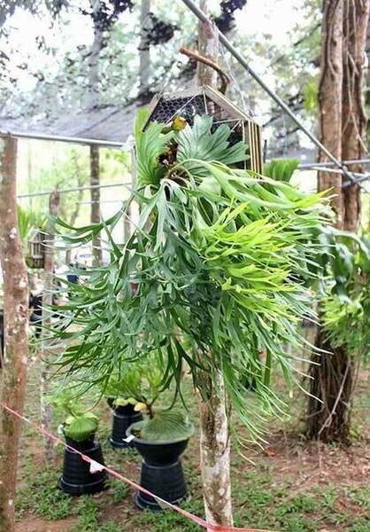 P.Mt.kitshakood thin frond spored③在庫僅か @ビカ森wife 送料無料(出品者負担) キッチャクード ビカクシダ