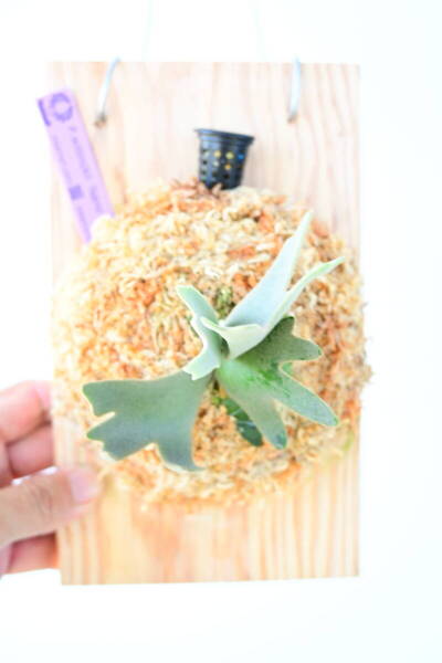 P.willinckii 'Nano' spored 在庫僅か @ビカ森wife 送料無料(出品者負担) ウィリンキーナノ ビカクシダ