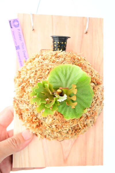 P.ridleyi 'Thin Dwarf Silvery' TC① @ビカ森wife 送料無料(出品者負担) シンドワーフシルベリー ビカクシダ