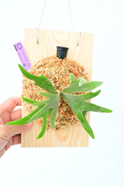 P.willinckii 'Bacteria' spored① @ビカ森wife 送料無料(出品者負担) ウィリンキーバクテリア ビカクシダ