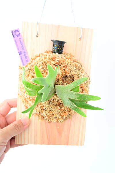 P.willinckii 'Bacteria' spored② @ビカ森wife 送料無料(出品者負担) ウィリンキーバクテリア ビカクシダ