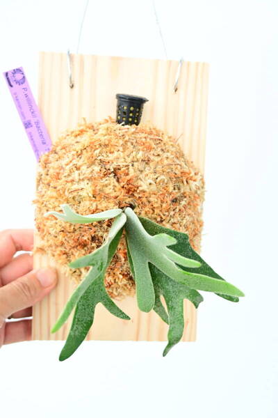 P.willinckii 'Bacteria' spored③ @ビカ森wife 送料無料(出品者負担) ウィリンキーバクテリア ビカクシダ