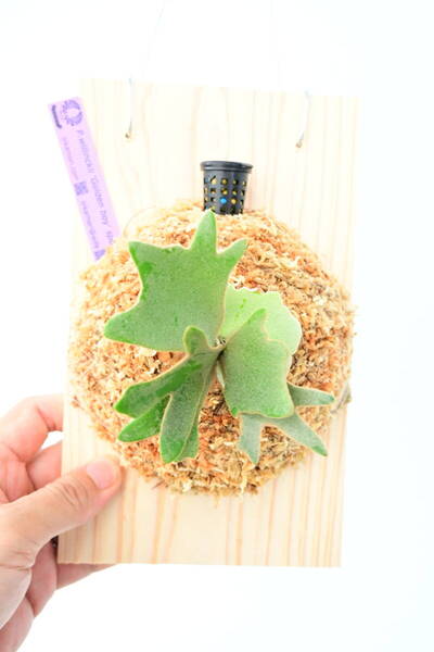 P.willinckii 'Golden Boy' spored select② @ビカ森wife 送料無料(出品者負担) ウィリンキー ゴールデンボーイ ビカクシダ