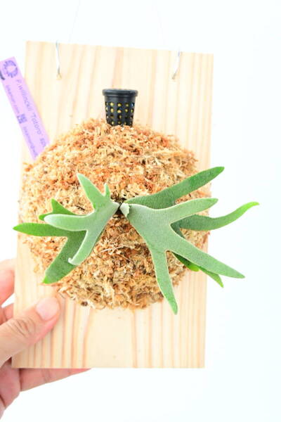 P.willinckii 'Totoro' spored② @ビカ森wife 送料無料(出品者負担) ウィリンキー トトロ ビカクシダ