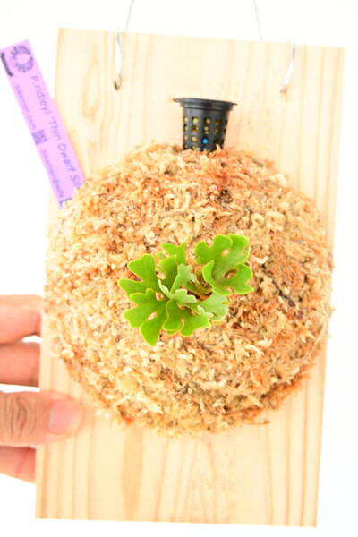 P.ridleyi 'Thin Dwarf Silvery' TC⑤ @ビカ森wife 送料無料(出品者負担) シンドワーフシルベリー ビカクシダ