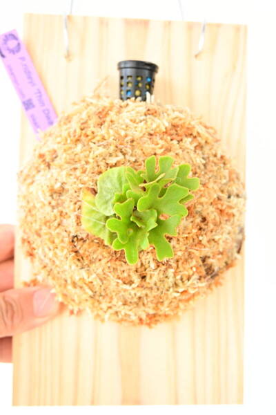 P.ridleyi 'Thin Dwarf Silvery' TC⑥ @ビカ森wife 送料無料(出品者負担) シンドワーフシルベリー ビカクシダ