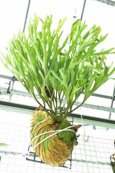 P.ridleyi narrow form spored② 在庫僅か @ビカ森wife 送料無料(出品者負担) リドレイナローフォーム ビカクシダ