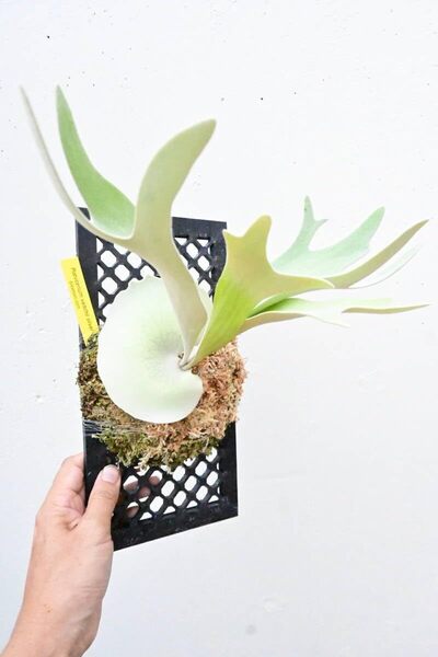 P.veitchii silver frond pup @ビカ森wife 送料無料(出品者負担) ビーチーシルバーフロンド ビカクシダ