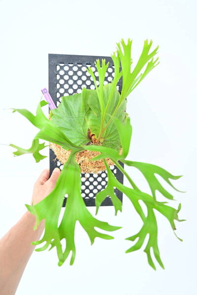 P.Mt.kitshakood thin × P.ridleyi dwarf spored②在庫僅か @ビカ森wife 送料無料(出品者負担) ビカクシダ